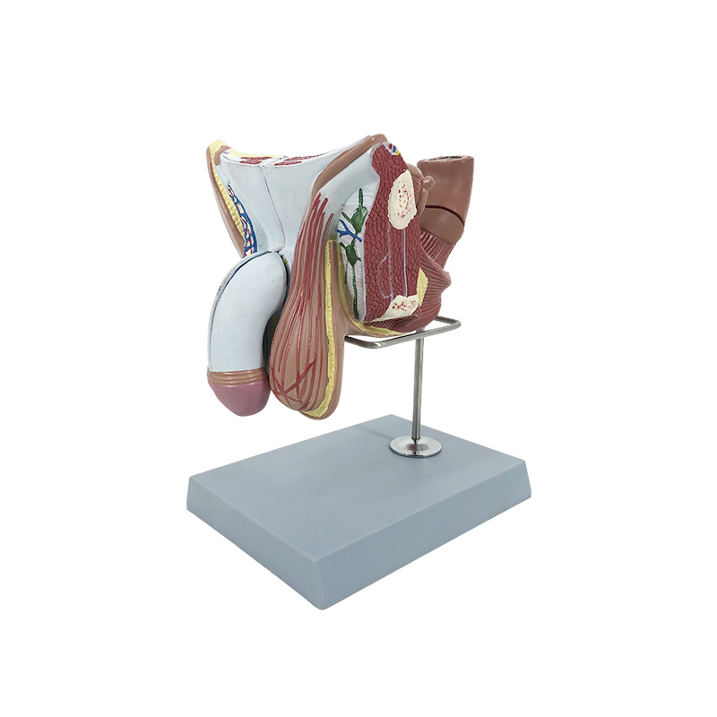 U044 male reproductive organs structure model