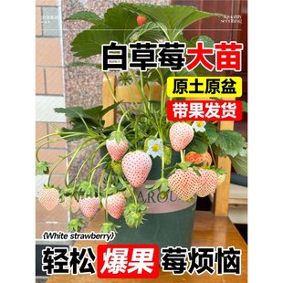 �ײ�ݮ�玧��������������ѩ��ѩ����ѩ����t��⏷����ļ��Nֲ