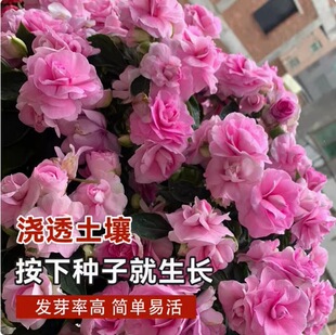 �ļ��׷N�P�����Ի����P�ɻ��N���ָ̨�׻��ذ�ͥԺ�軨�Gֲ�N��