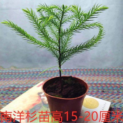Plantas de pinos de abeto austríaco flores bonsai sala de estar patio balcón flores verdes maceta perenne árbol de Navidad