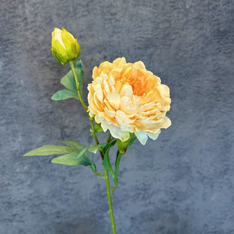 Champán Amarillo