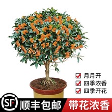 �𻨘��������ļ����໨�ܳ���޽Ӱ��½�𵤹�ͥԺ�҃��ֲ̨��