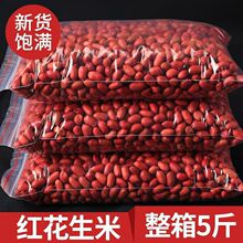 红皮花生米23年新花生米批发新货农家自产红衣小四粒生代发厂家