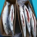 深海冷冻三文鱼整条8kg整箱刺身日料纯正大西洋鲑鱼野生爆品推荐