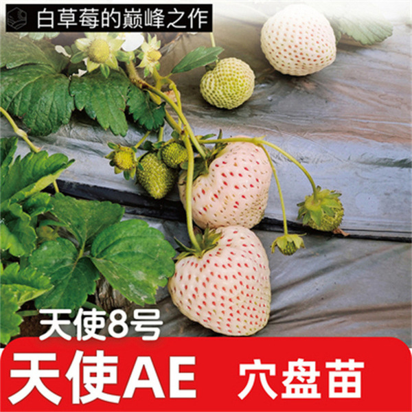 Cream strawberry all-season