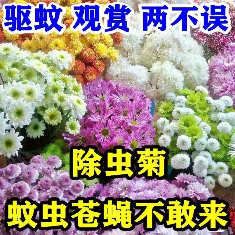 Crisantemo crisantemo semilla de flor de crisantemo pequeña semilla de flor de margarita semilla de planta en maceta de floración de cuatro estaciones semilla de flor de interior y exterior