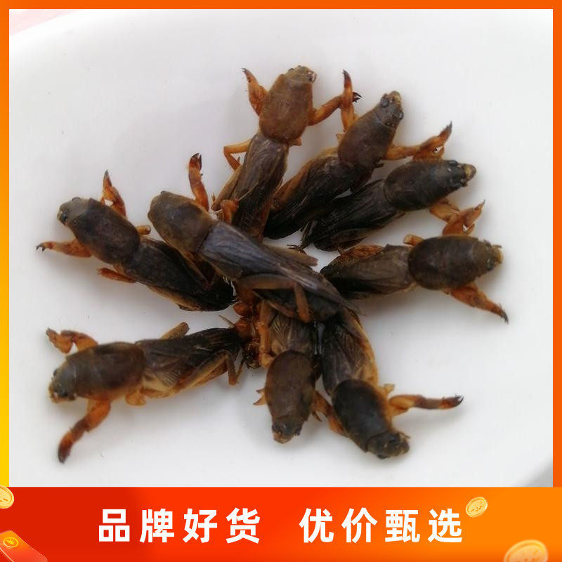 热卖土蝼蛄干货蝼蛄 土狗 地狗 拉拉狗包邮店有五谷虫蚂蚱
