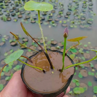 I΢����ɏ�Nź���o����������С�ɻ�ź��С΢ɏˮ��ֲ����ɏ�^�p