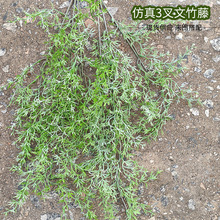 ��c���滨3�������پGֲ���ϻ��Gɫֲ��廨�bG������Y��