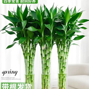 ���F��ˮ��ֲ���k���҃Ⱥ��B�����^�����D�\���ӿ͏d�҃���ؔ�Gֲ