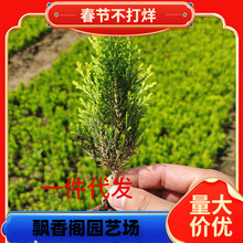 一件代发洒金柏树苗盆栽地栽洒金柏球黄金柏小苗侧柏树苗公墓工程