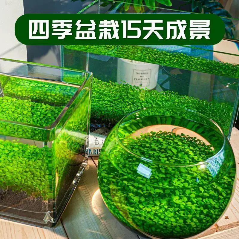 Aquatic plants, creative aquarium, bottle