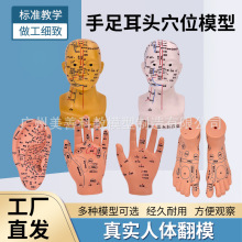 手 耳 脚 头部穴位模型 足底按摩脚部足部反射区模型按摩针灸艾灸