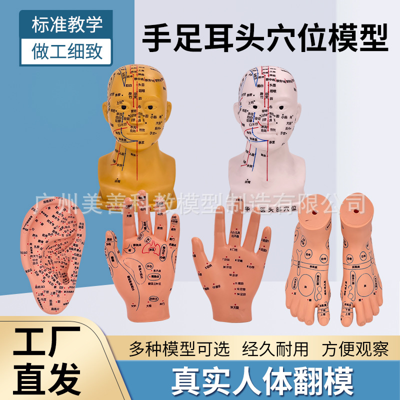 手 耳 脚 头部穴位模型 足底按摩脚部足部反射区模型按摩针灸艾灸