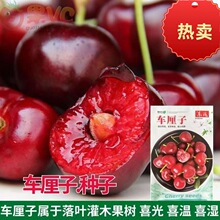 散装车厘子大樱桃种子山樱桃盆栽庭院地栽南北方种植樱桃树苗种籽