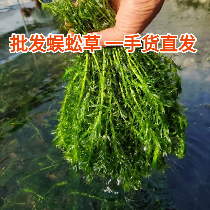 Трава-сорняк живые водные растения для ленивых, ландшафтный дизайн аквариума, оптовая продажа стеблевых водных растений, прямая поставка водных растений с места происхождения.