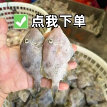 ���۲������r���С��Ƥ�~��S����\ݔ20�l����һ������i�r��