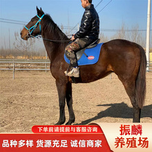 �B�R�����l�N���Rƥ���@���T���ΰ��R ��Ѫ�R��Ѫ�R