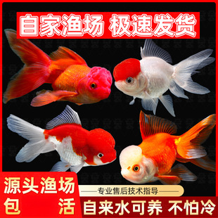 2P80���~�m�۽��~�^�p�~�~�絭ˮ����̩�{���~�t�{���^���{���~��