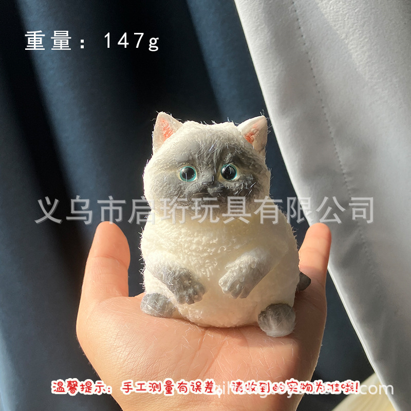 Super lindo gato gordo pellizco pellizco pelliz