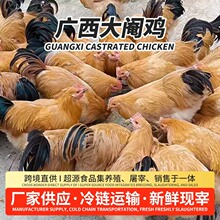 广西大阉鸡农庄散养走地鸡白切鸡盐焗鸡椰子新鲜现杀餐饮酒店专用