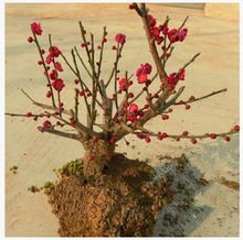 四季梅花苗 循环开花 红梅苗 素心梅 腊梅花苗 植物庭院盆栽花卉