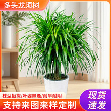 ���F����횘���^��Ѫ��͏d���Ի���ֲ����;Gֲ�k�����辰���F