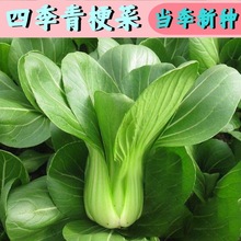 ϺNļ๣Ͳ˷NNֲ̨˵߲˷NӴȫ