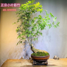 С�~�{�񻨻ܴ�ȫ�B�����{���Ϙ����F��Gֲ�����҃Ⱥ��B�{���辰