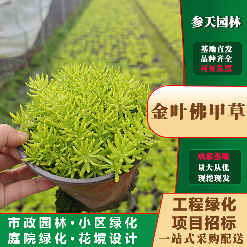 Guizhou Chongqing Chengdu Fojia Grass Base Fojia Grass Nursery Fojia Grass Wholesale Fojia Grass Ripe Seedlings Fojia Grass Sales