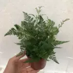 90#狼尾蕨 水陆缸造景苔藓背景植物耐阴好养植物蕨类