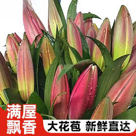 水培植物重瓣百合鲜花插瓶花期长的鲜切花顺丰次日达室内客厅花卉