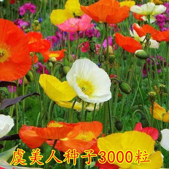 Semillas de flores, plantas en macetas, balcón, jardín, margarita, girasol, lavanda, pétalos dobles, semillas de girasol