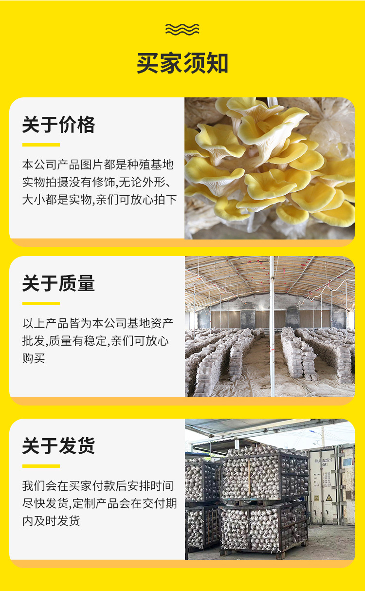 榆黄菇菌种---榆黄菇菌包菌棒6斤_20.jpg