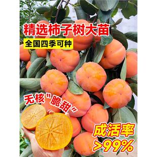 Persimmon Tree Seedlings, Grafted Fruit Tree Seedlings, Potted Fruit Tree Seedlings, Southern and Northern Courtyard Planting, Producing Passion Fruit in the Same Year