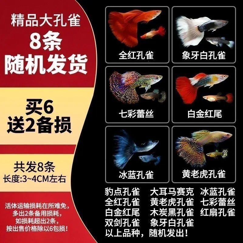 【3-4cm】8 random large peacocks
