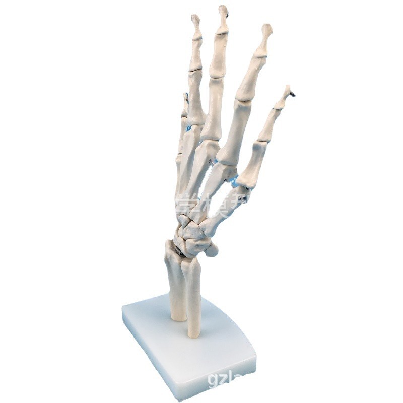 ���� �ֹؽ�ģ�� �ֹǳ߹Ǻ����ģ��������� ���ƹ���ģ��