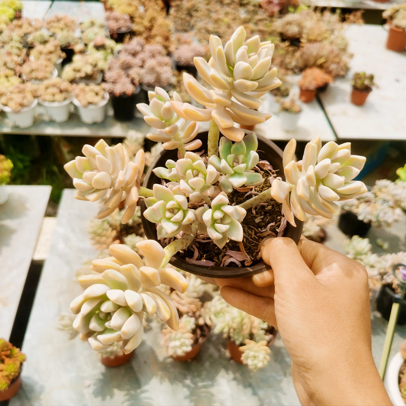 Danxue 전체 더미 10cm+