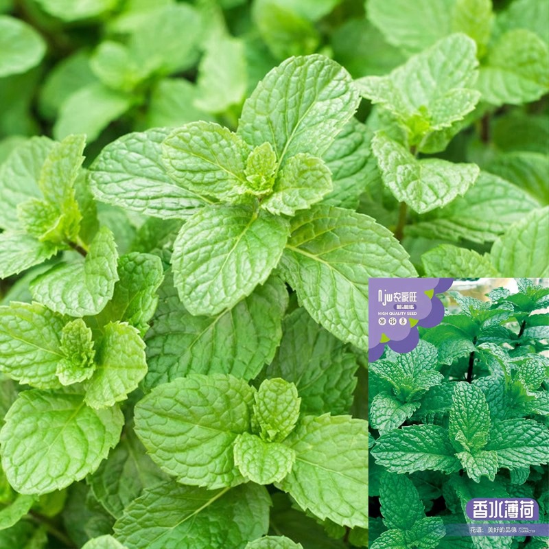 薄荷种子盆栽可食用子种苗驱蚊留兰香阳台四季播种猫薄荷种子