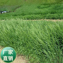 牧草种子无芒雀麦草种子南北方草籽高产牧草种籽耐低温四季