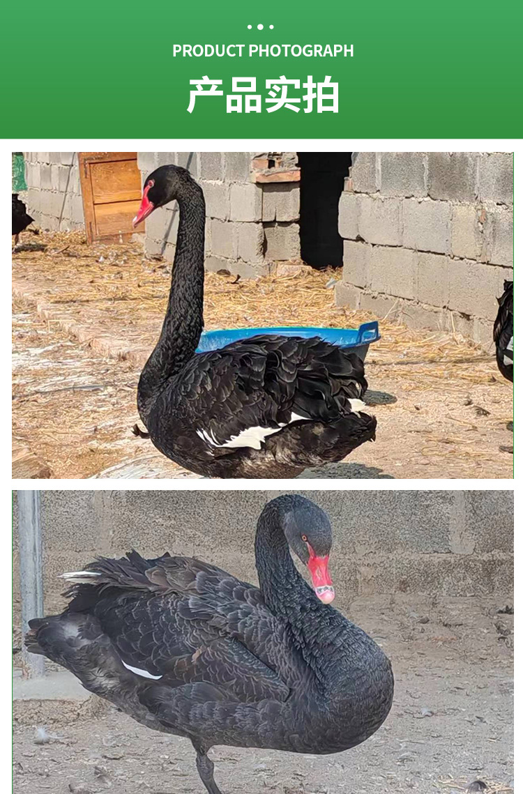 黑天鹅详情页_05.jpg