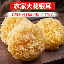 【25年新货】大花银耳古田银耳干货白出胶农家特产非批发