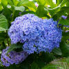 Hydrangea seeds, hydrangea, flowers seeds, all seasons of seasons, blooming courtyards, blooming outdoor flowers and grass seeds