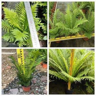 Rich Fern Zhongshan Base Straight Hair Greening Bonsai House Construction Site Landscaping Black Hair Potted Fern