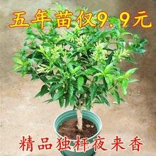 夜来香盆栽夏季开花四季常青植物网红植物阳台庭院花卉夜来香花苗