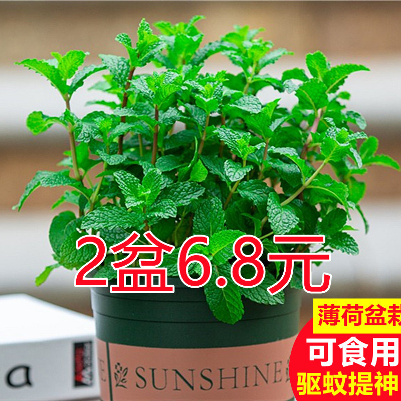 Mint potted hydraulic mint leaf fresh edible edible mosquito…