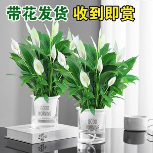 ��������һ���L혾G�}����ֲ���҃Ȼ�ˮ��t�ƾGֲ�lؔ������՚�