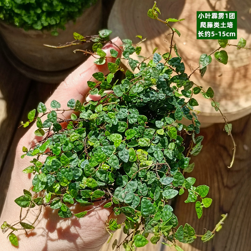 토양재배 - 작은잎필라 1군 덩굴식물