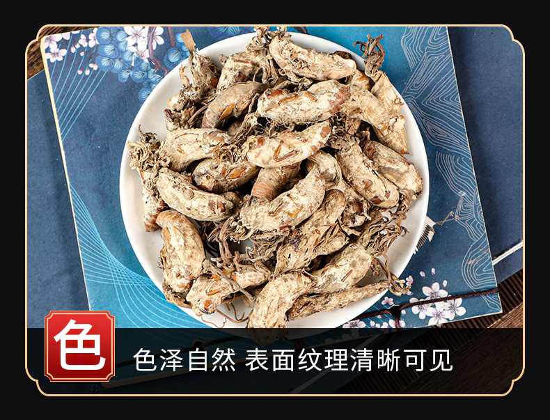 Jin Chan Hua (Cordyceps cicadae) — Dried Cicada Flower Fungus, Food Herb for Soups & Teas specifications
