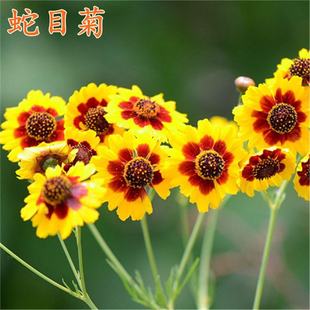 ����Ŀ�ջ��ܷN�ӽ�տ�ȸ��ѩ���pɫ���u�ջ��Ѵ��ﻨ�����N�׻�